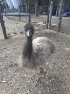 EMU' GIOVANE
