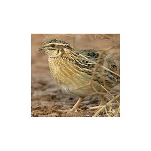 UOVO FECONDO QUAGLIA...