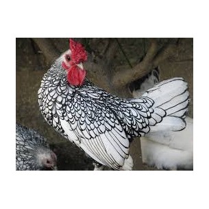 UOVO FECONDO SEBRIT ARGENTO