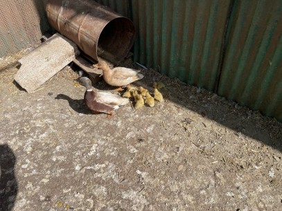 UOVO FECONDO ANATRA MIGNON