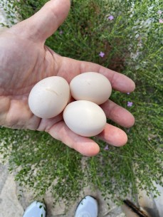 UOVO FECONDO CORNUTA DI...