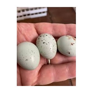 UOVO FECONDO QUAGLIA CELADON