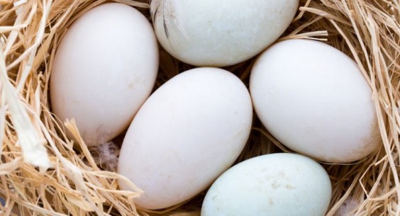 UOVO FECONDO ANATRA MUTA...