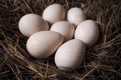 UOVO FECONDO COTURNICE BIANCA