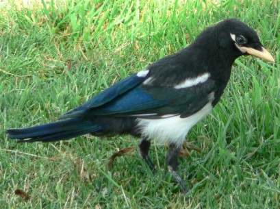 CORVO AFRICANO (Corvus...
